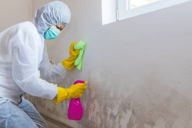 Best Mold Documentation for Insurance Claims  in Pasadena, CA